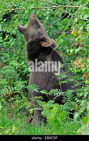 Europäischer Braunbär (Ursus Arctos Arctos), tragen junge sitzen in der Wiese nach frischen Laub, Deutschland, Bayern, Nationalpark Bayerischer Wald Stockfoto