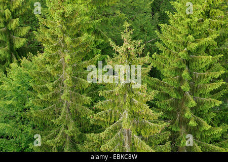 Gemeine Fichte (Picea Abies), Pruce Wald, Deutschland, Bayern, Nationalpark Bayerischer Wald Stockfoto