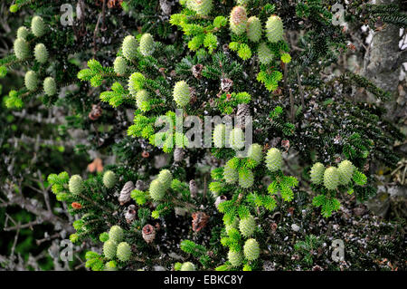 Europäische Tanne (Abies Alba), junge Zapfen, Deutschland, Bayern, Nationalpark Bayerischer Wald Stockfoto