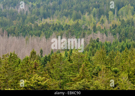 Norwegen Fichte (Picea Abies), tote Bäume in einem Fichtenwald, Deutschland, Bayern, Nationalpark Bayerischer Wald Stockfoto