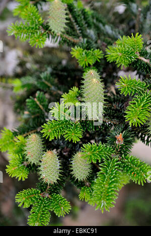 Europäische Tanne (Abies Alba), junge Zapfen, Deutschland, Bayern, Nationalpark Bayerischer Wald Stockfoto