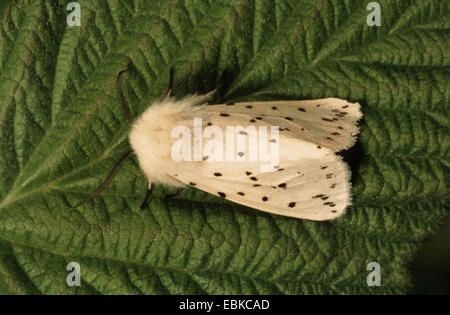 Weiße Hermelin Motte (Spilosoma Lubricipeda, Spilosoma Menthastri), sitzt auf einem Blatt, Deutschland Stockfoto