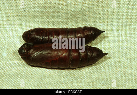 Liguster Hawkmoth (Sphinx Ligustri), zwei Puppen, Deutschland Stockfoto