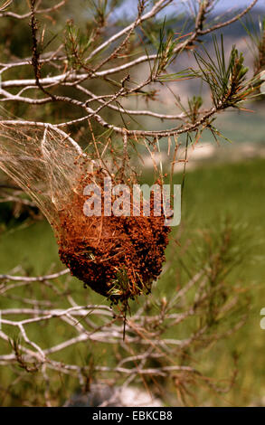 Pinienprozessionsspinner (Thaumetopoea Pityocampa), Raupen im Nest auf einem Tannenzweig Stockfoto