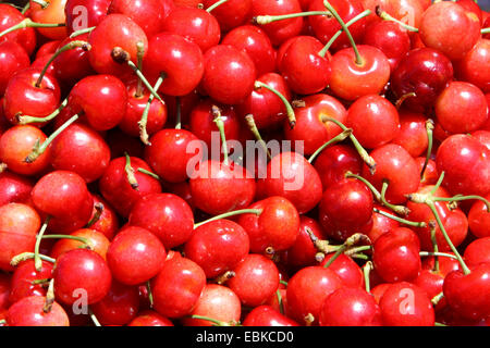 frische süße Kirschen auf einen Markt, USA, Kalifornien Stockfoto