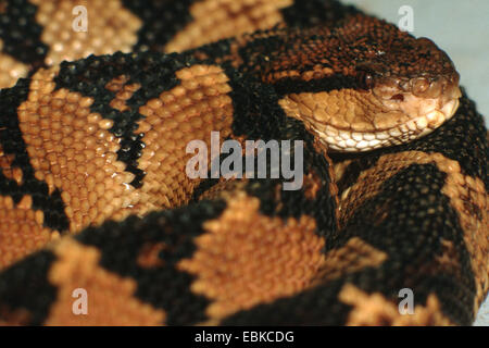 Bushmaster Schlange (Lachesis Stenophyrs, Lachesis Muta Stenophrys), portrait Stockfoto