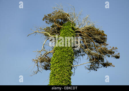 Föhre, Scots Kiefer (Pinus Sylvestris), mit Efeu, Deutschland, Nationalpark Vorpommersche Boddenlandschaft Stockfoto