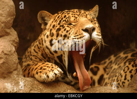 Jaguar (Panthera Onca), Gähnen Stockfoto