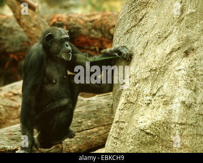 gemeinsame Schimpanse (Pan Troglodytes), Werkzeug verwenden, indem ein Schimpanse, Tier mit Draht an einem künstlichen Termitenhügel Stockfoto