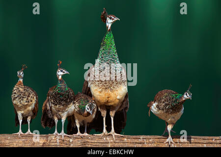 gemeinsamen Pfauen (Pavo Cristatus), Henne mit vier Küken am Schlafplatz, Deutschland, Nordrhein-Westfalen Stockfoto