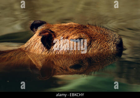Capybara, Carpincho (Hydrochaeris Hydrochaeris, Hydrochoeris Hydrochaeris), Schwimmen, größte Nagetier der Welt Stockfoto