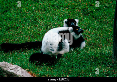 bunte Lemur, Ruffed Lemur (Varecia Variegata, Lemur Variegatus), zwei Individuen in einer Wiese Stockfoto