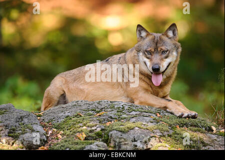 Europäische graue Wolf (Canis Lupus Lupus), liegend auf einem Felsen, Deutschland, Bayern, Nationalpark Bayerischer Wald Stockfoto