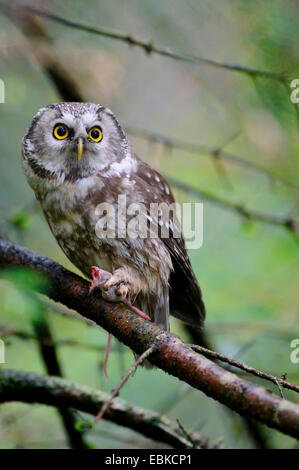 Eurasische Sperlingskauz (Glaucidium Passerinum), sitzt auf einem Ast mit Amouse in seinen Klauen, Deutschland, Bayern, Nationalpark Bayerischer Wald Stockfoto