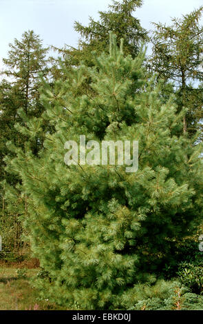 östliche weiße Kiefer (Pinus Strobus) Stockfoto