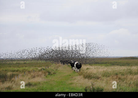 gemeinsamen Star (Sturnus Vulgaris), Herde Vieh Wandern in eine Auenlandschaft nacheinander, gefolgt von einem riesigen Schwarm Stare, Dänemark, Westjuetland Stockfoto