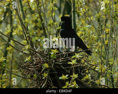 Turm (Corvus Frugilegus), paar am nest Stockfoto