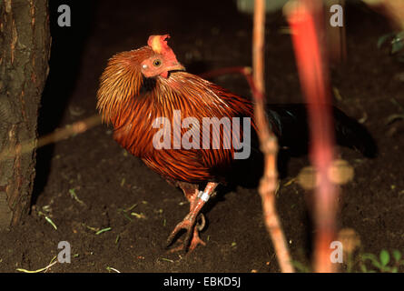 Ceylon Dschungel-Geflügel (Gallus Lafayettii), Weiblich Stockfoto