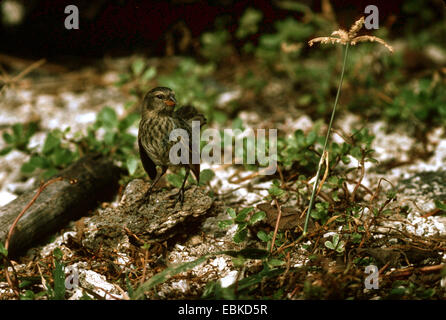 kleinen Boden Finch (Geospiza Fuliginosa), stehend auf den Boden, Ecuador, Galapagos-Inseln Stockfoto