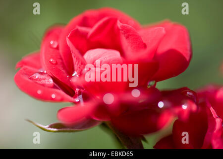 dekorative Rose (Rosa spec.), mit Wassertropfen Stockfoto