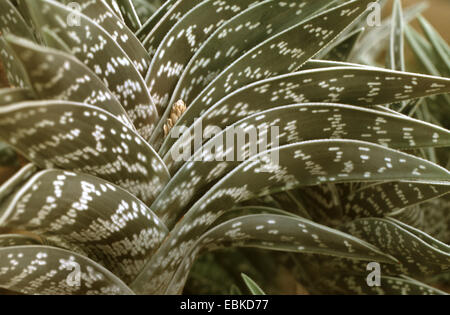 Rebhuhn-breasted Aloe (Aloe Variegata), Blätter Stockfoto