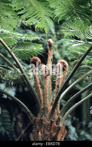 Coopers Cyathea, australischer Baumfarn, lacy Baumfarn, schuppige Baumfarn (Cyathea Cooperi, Sphaeropteris Cooperi, Alsophila Cooperi), Roll-out Wedel Stockfoto