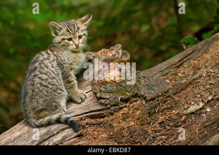 Europäische Wildkatze, Wald Wildkatze (Felis Silvestris Silvestris), juvenile sitzt auf einem Protokoll, Deutschland, Bayern, Nationalpark Bayerischer Wald Stockfoto