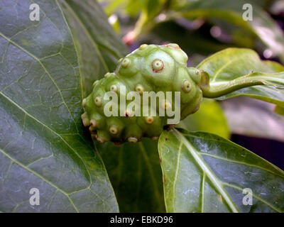 Indian Mulberry, Schmerzmittel (Morinda Citrifolia, Morinda Bracteata), Fruchtstand Stockfoto