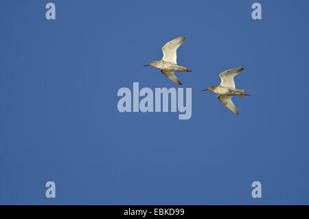 gemeinsamen Rotschenkel (Tringa Totanus), zwei fliegende Vögel, Deutschland, Niedersachsen, Vechta Stockfoto