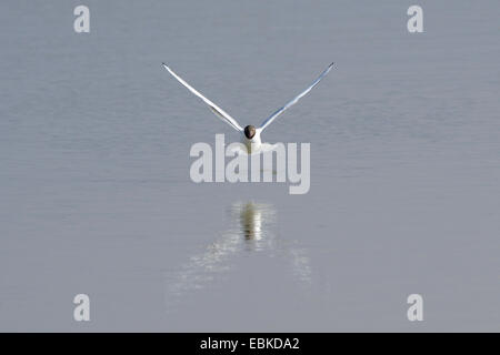 Lachmöwe (Larus Ridibundus, Chroicocephalus Ridibundus), fliegen direkt über dem Wasser Oberfläche, Deutschland, Bayern Stockfoto