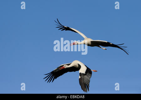 Weißstorch (Ciconia Ciconia), fliegende paar vor blauem Himmel, Deutschland Stockfoto