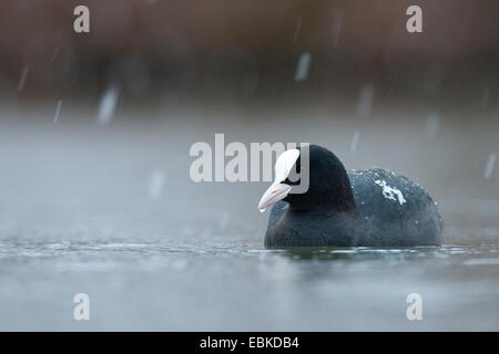 schwarzen Blässhuhn (Fulica Atra), schwimmen auf dem See bei Schneefall, Deutschland, Nordrhein-Westfalen Stockfoto