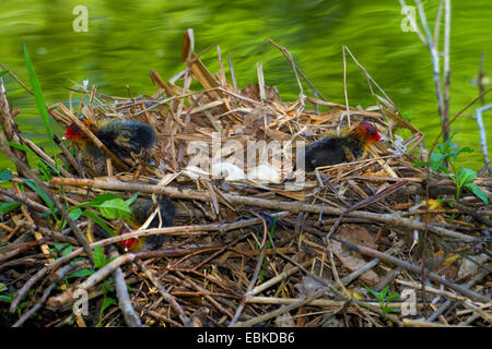 schwarzen Blässhuhn (Fulica Atra), Küken und Eiern in ein Nest, der Schweiz, Sankt Gallen Stockfoto