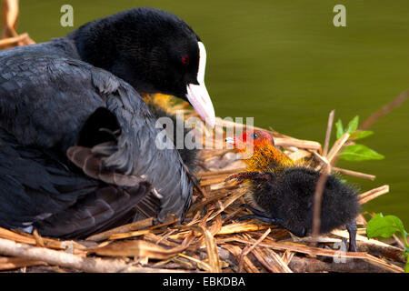 schwarzen Blässhuhn (Fulica Atra), Fütterung der Küken auf dem Nest, Schweiz, Sankt Gallen Stockfoto