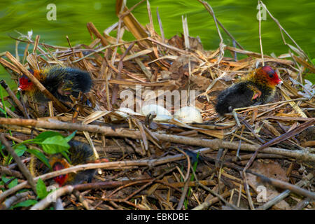 schwarzen Blässhuhn (Fulica Atra), Küken und Eiern in ein Nest, der Schweiz, Sankt Gallen Stockfoto