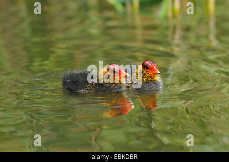 schwarze Blässhuhn (Fulica Atra), zwei Küken schwimmen, Deutschland, Nordrhein-Westfalen Stockfoto