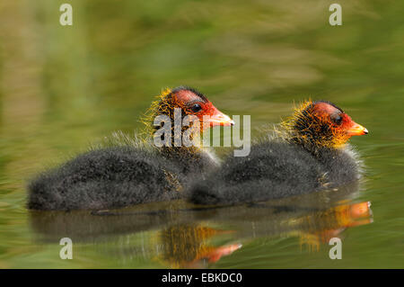 schwarze Blässhuhn (Fulica Atra), zwei Küken schwimmen, Deutschland, Nordrhein-Westfalen Stockfoto