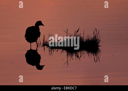 schwarzen Blässhuhn (Fulica Atra), in einem Teich bei Sonnenuntergang, Niederlande, Texel Stockfoto