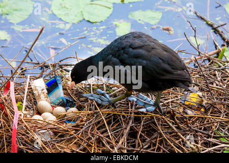 schwarzen Blässhuhn (Fulica Atra), in das Nest mit Eiern und Abfall, Deutschland Stockfoto