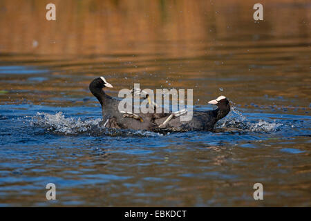 schwarzen Blässhuhn (Fulica Atra), kämpfen, Deutschland Stockfoto