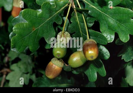 Stieleiche, pedunculate Eiche, Stieleiche (Quercus Robur), Zweig mit Eicheln, Deutschland Stockfoto