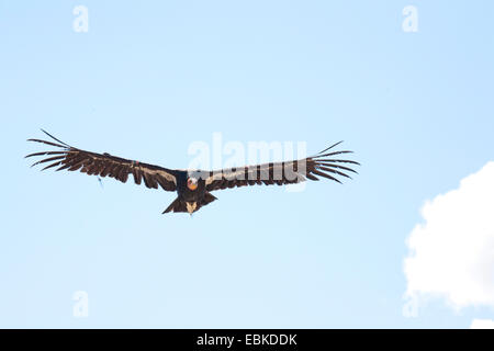 Kalifornische Kondor (Gymnogyps Californianus), fliegt über den Grand Canyon, USA, Utah, Grand Canyon National Park Stockfoto