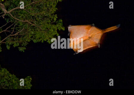 Roter Riese fliegende Eichhörnchen (vgl. Petaurista Petaurista), in den nächtlichen Himmel von Baum zu Baum gleiten, Thailand, Phuket, Khao Lok Stockfoto