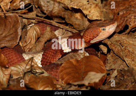 Copperhead (Agkistrodon Contortrix), kriechen durch trockenes Laub Stockfoto