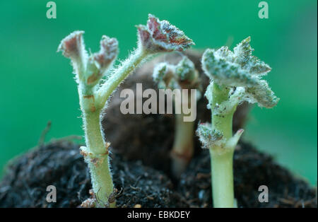 Hybrid Tuberous Begonia (Begonia tuberhybrida Î, Begonia Tuberosa, B. gigantea, B. multiflora, B. Grandiflora), corm Stockfoto