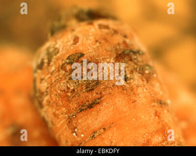 Karotte (Daucus Carota Subspecies Sativus, Daucus Carota var. Sativus), mit Streptomyces scabies Stockfoto