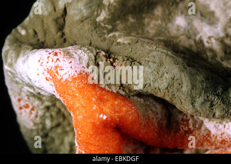 Mandarine, Mandarine (Citrus Reticulata), mit Penicillium Stockfoto