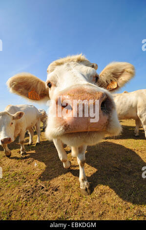 Charolais Rind, Hausrind (Bos Primigenius F. Taurus), neugierig einen Blick auf die Kamera, Frankreich, Bretagne, Erquy Stockfoto