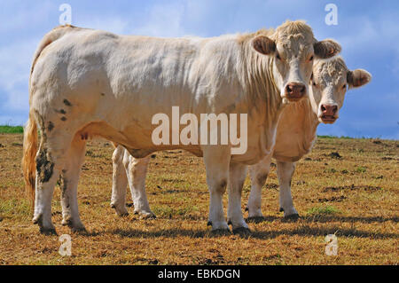 Charolais Rind, Hausrind (Bos Primigenius F. Taurus), zwei Rinder stehen auf der Weide, Frankreich Stockfoto