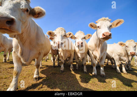 Charolais Rind, Hausrind (Bos Primigenius F. Taurus), Rinder stehen auf einer Weide, Herde, Frankreich, Bretagne, Erquy Stockfoto